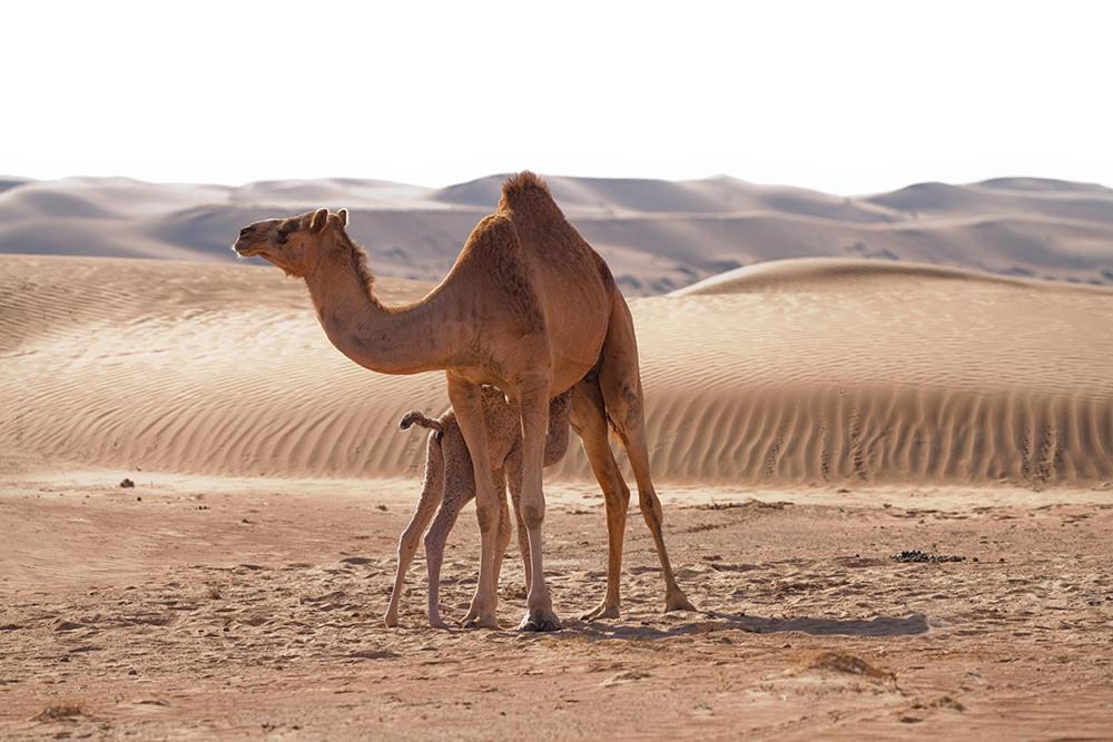 Desert Retreat Camp Al Wasil Экстерьер фото